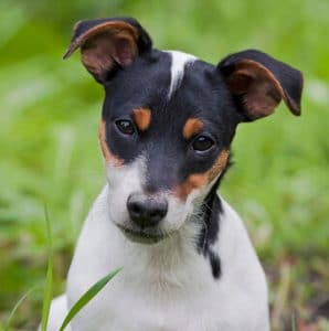 Perro Ratonero-Bodeguero Andaluz