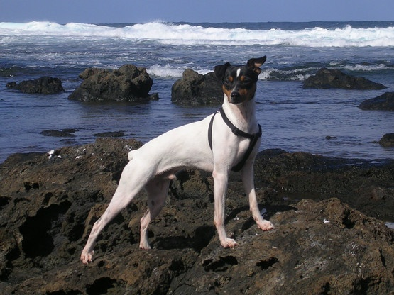 Perro Ratonero-Bodeguero Andaluz