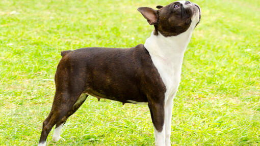 El Boston Terrier