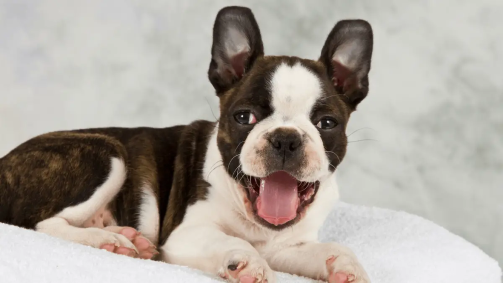 El Boston Terrier