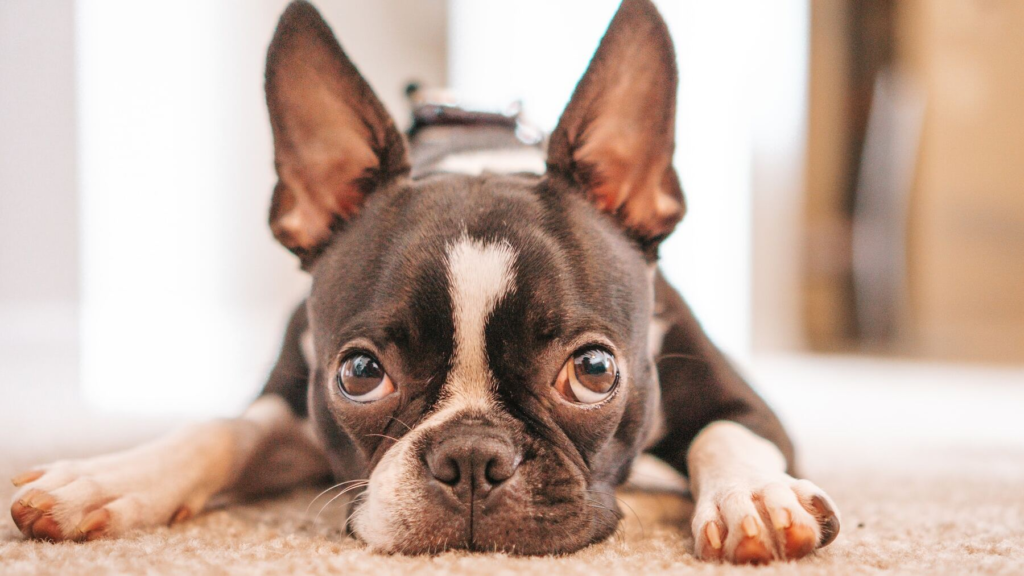 El Boston Terrier