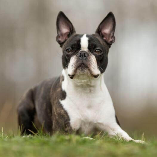 El Boston Terrier