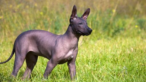 La Raza de perros  Xoloitzcuintle