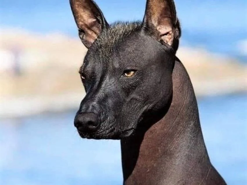 La Raza de perros  Xoloitzcuintle