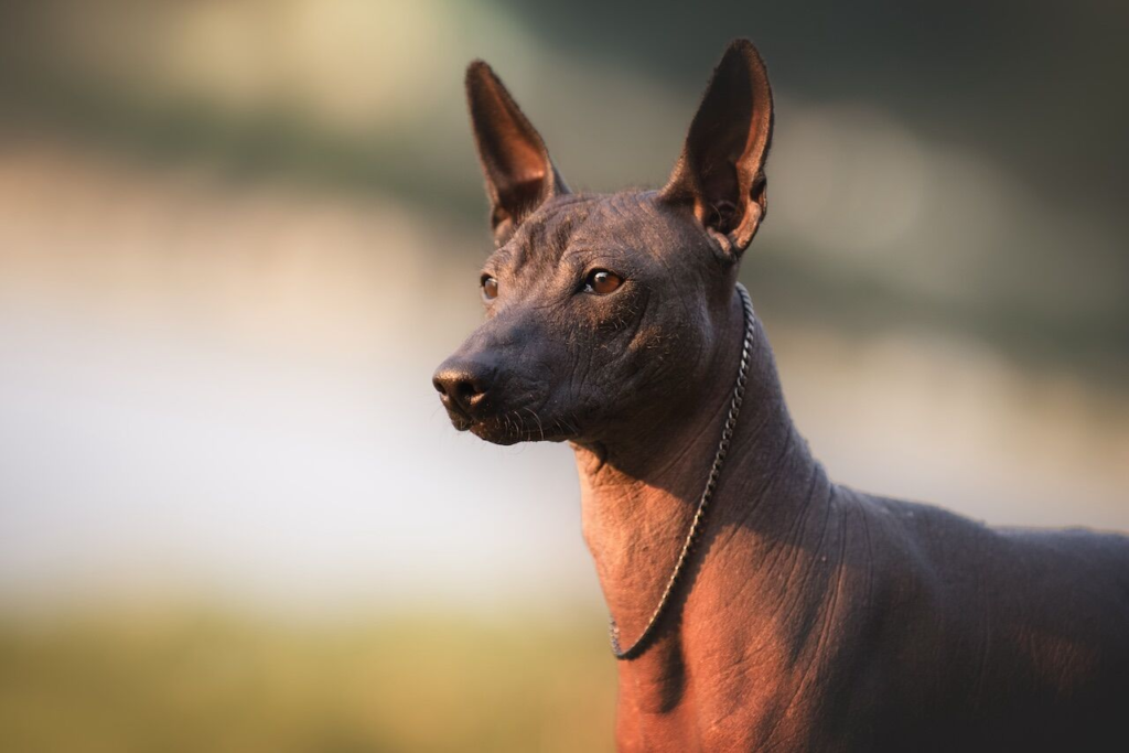 La Raza de perros  Xoloitzcuintle