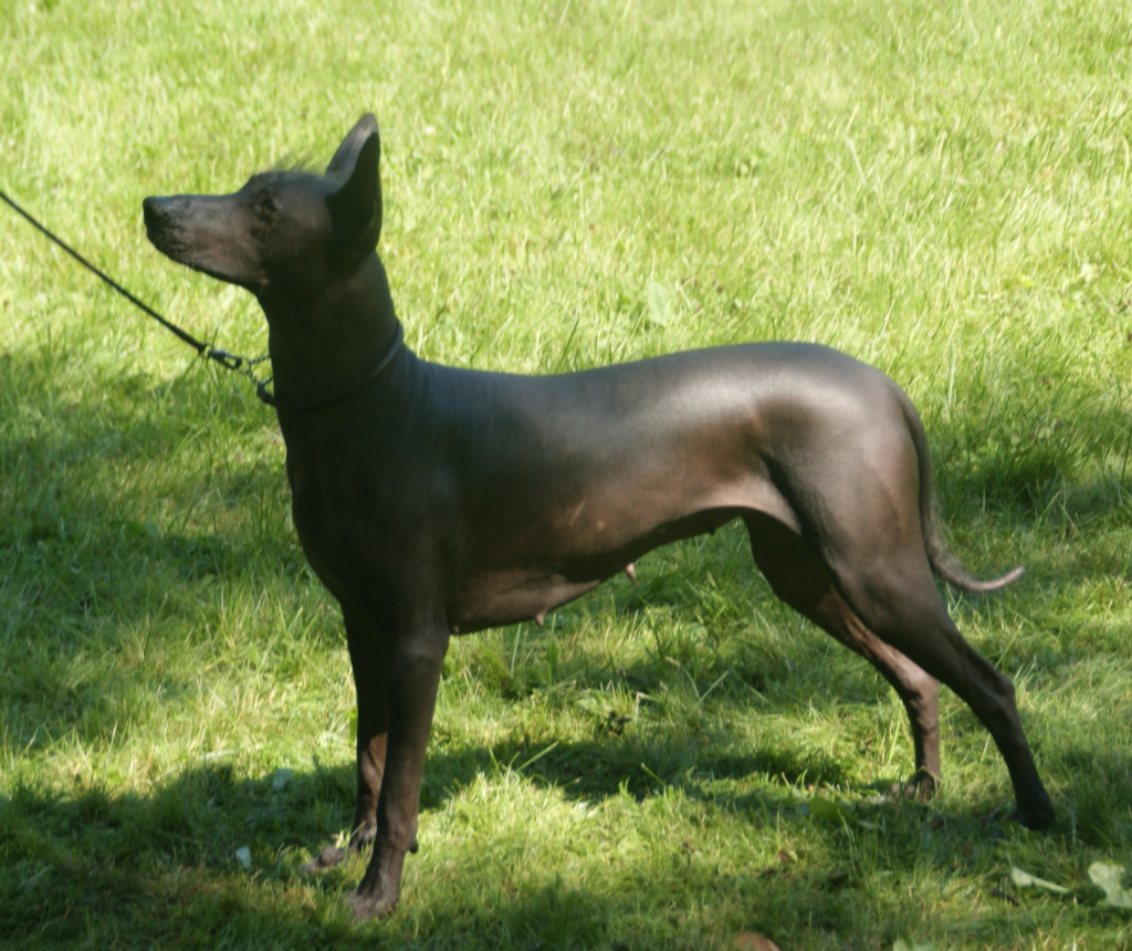 La Raza de perros  Xoloitzcuintle