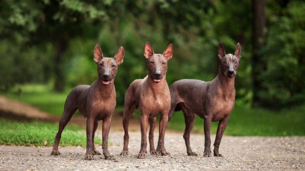 La Raza de perros  Xoloitzcuintle