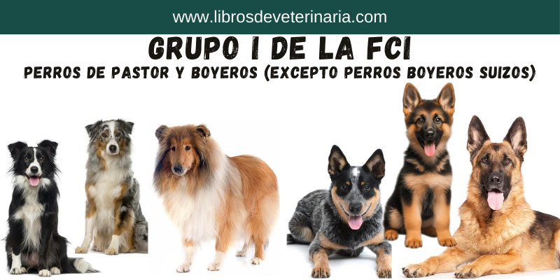 Grupo I de la FCI