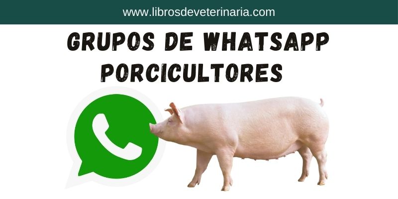 Grupos de whatsapp de cerdos