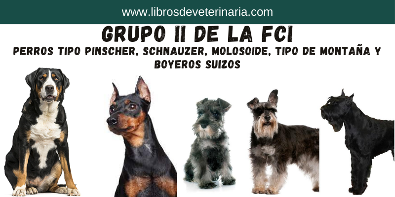 Razas de Perros del Grupo II de la FCI