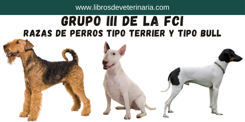 Grupo III de la FCI