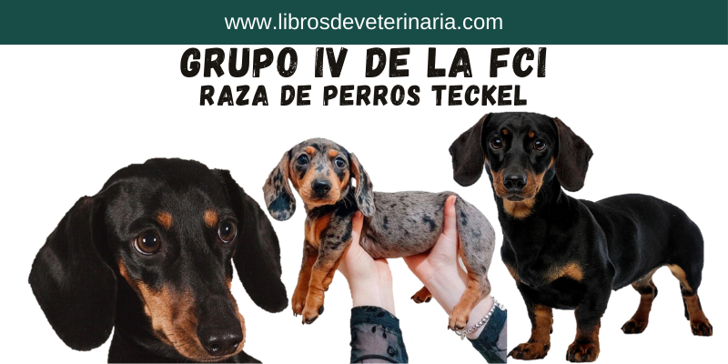 Grupo IV de la FCI