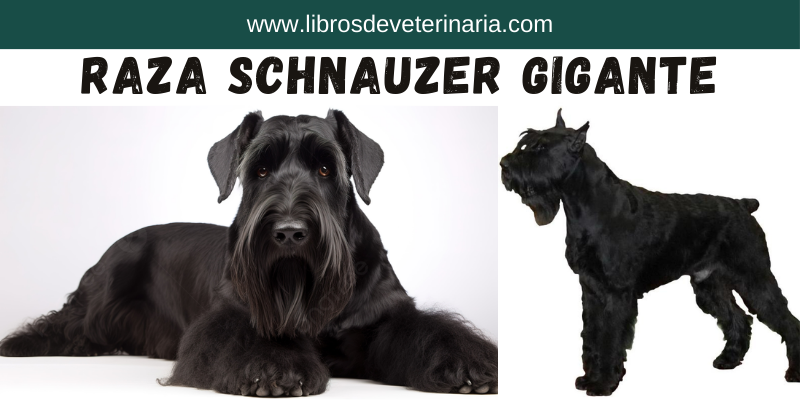 Raza Schnauzer Gigante