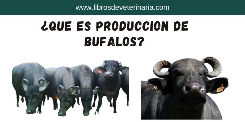 Producción de búfalos