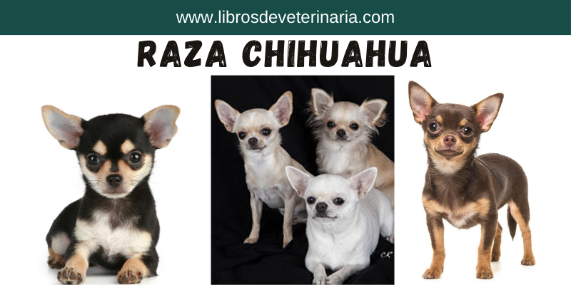 perro Chihuahua